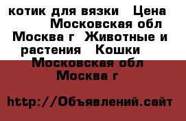 котик для вязки › Цена ­ 4 500 - Московская обл., Москва г. Животные и растения » Кошки   . Московская обл.,Москва г.